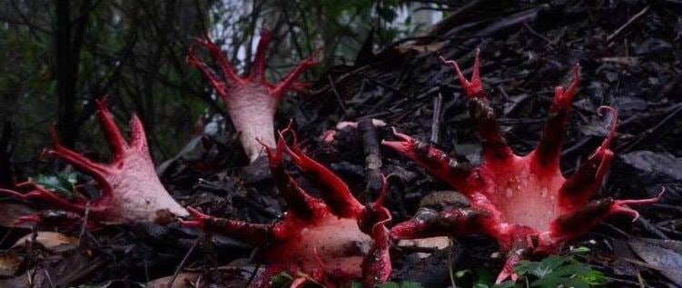 هل سمعت بالزهرة ‏المخيفة في الصين ..!