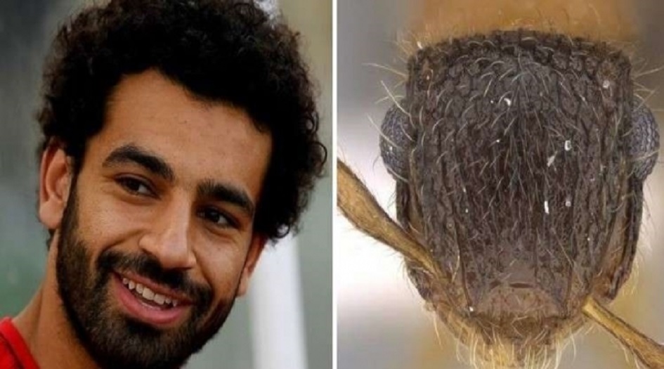 تكريم غريب من نوعه لمحمد صلاح!