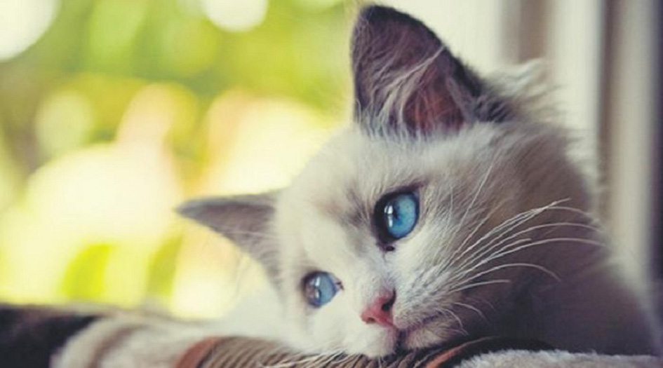 إختفاء "قط" في العراق ومكافأة لمن يجده!