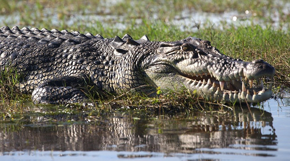 بالصور... أب يعض تمساحا لينقذ ابنه