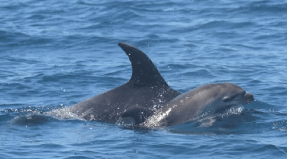 دلفين "ثكلى" تفطر القلوب بلقطة مؤثرة مع صغيرها النافق