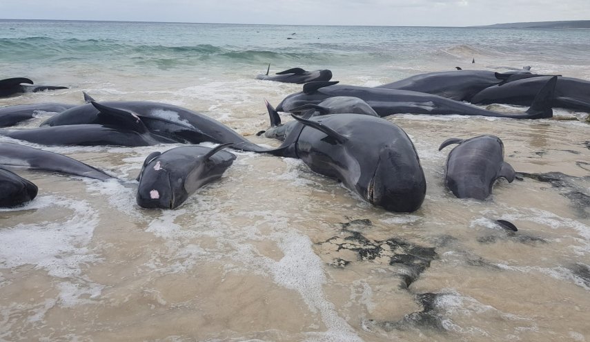 انقراض جماعي في تاريخ الأرض