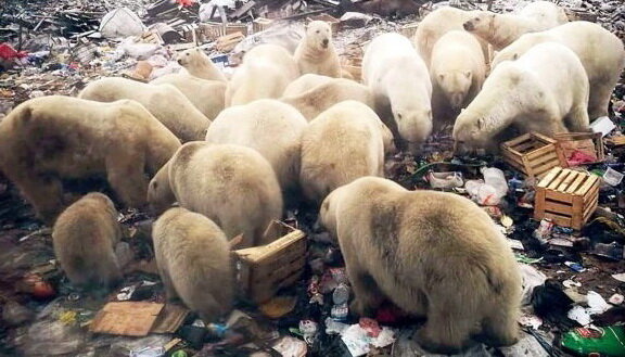 هجوم خرسهای قطبی گرسنه به سکونتگاه انسانها در روسیه