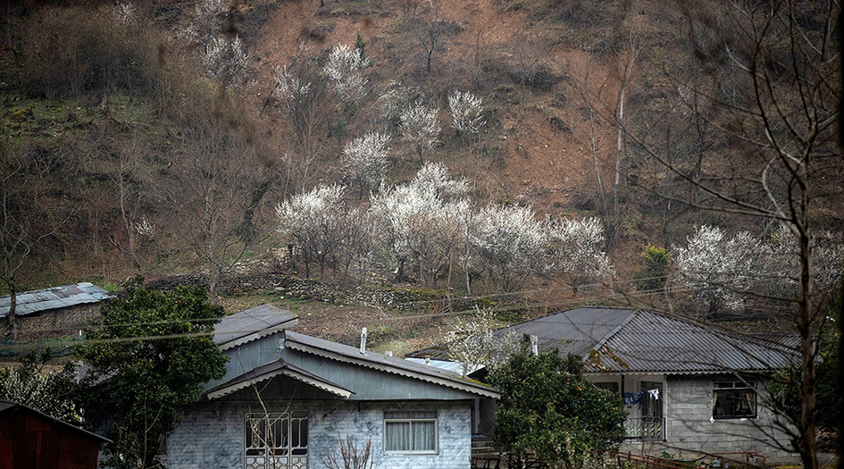 صور... تفتح أزهار الربيع في جيلان