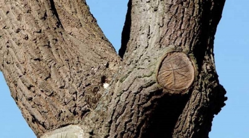 صورة تتحدى العيون الثاقبة لرؤية هذا الطائر