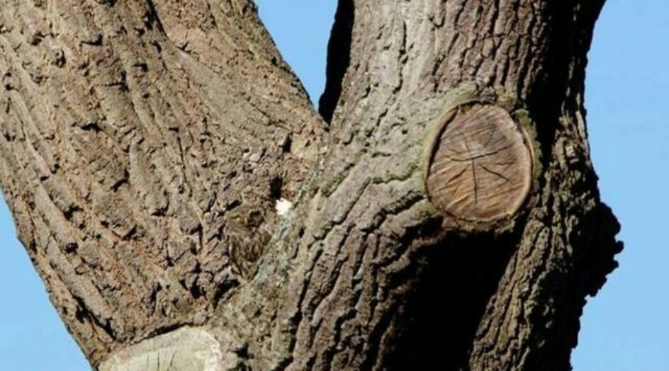 تحدي لأصحاب العيون الثاقبة.. أين الطائر في هذه الصورة؟