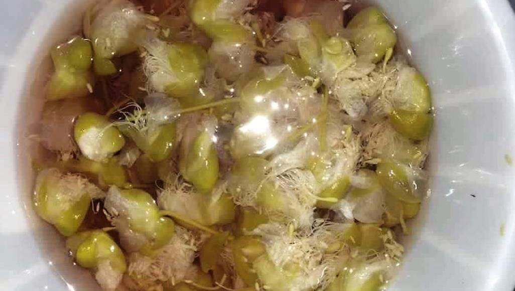 تشتهر به الأنبار.. ماذا تعرفون عن نبات القبار؟