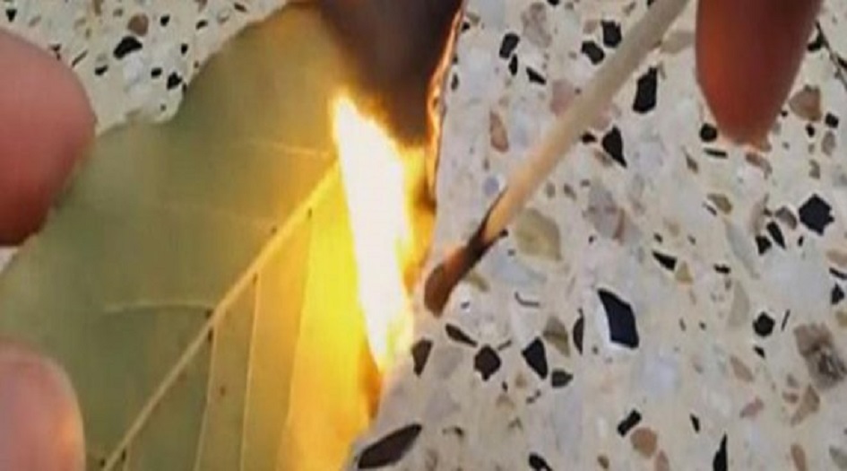 احرق ورقة من أوراق الغار في بيتك.. والسبب؟