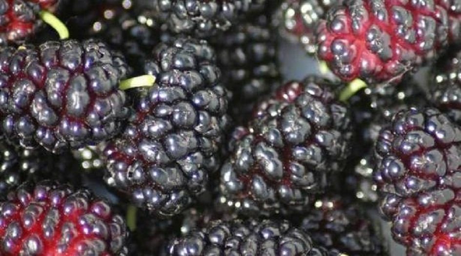 التوت.. غذاء خارق يتجاهله الكثيرون