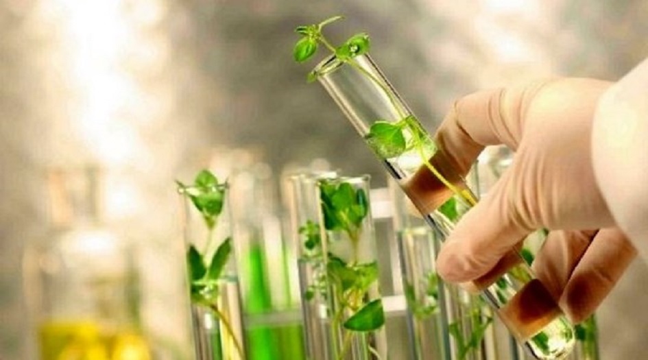 دواء عشبي ايراني لعلاج أورام والتهابات الركبة