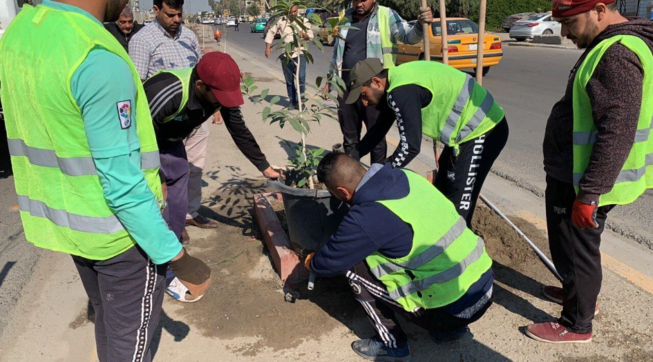 بالصور.. زراعة أقدم أشجار العالم في بغداد