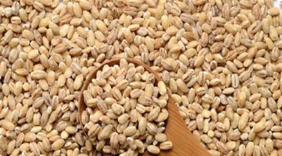 الشعير.. هذا ما يفعله بجسم الإنسان!