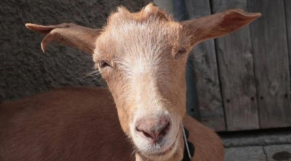 ماعز.. عمدة لبلدة أمريكية!