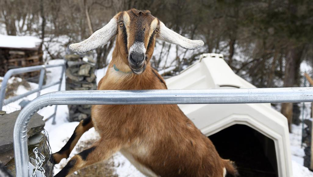 شر البلية ما يضحك.. انتخاب عنزة عمدة لبلدية أميركية