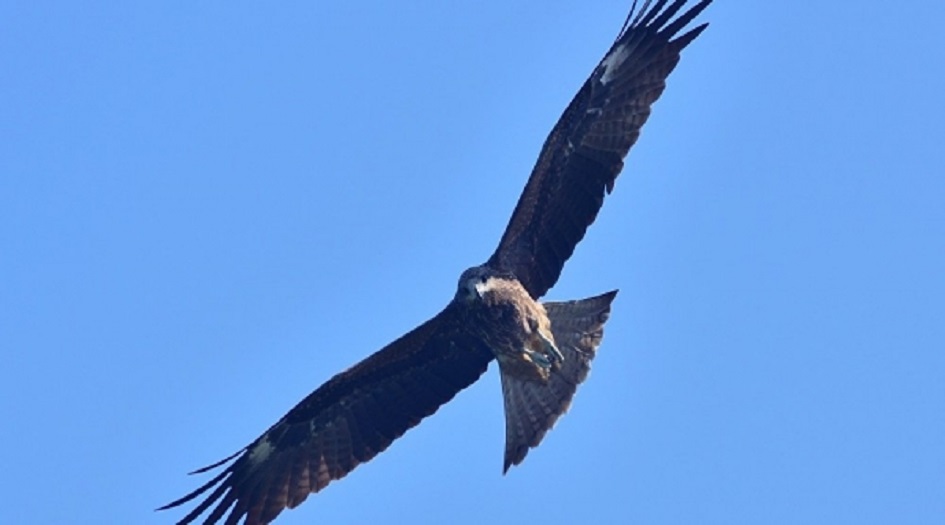 بالصور.. العثور على نسر فيه جهاز تتبع منذ 20 عاماً دخل العراق