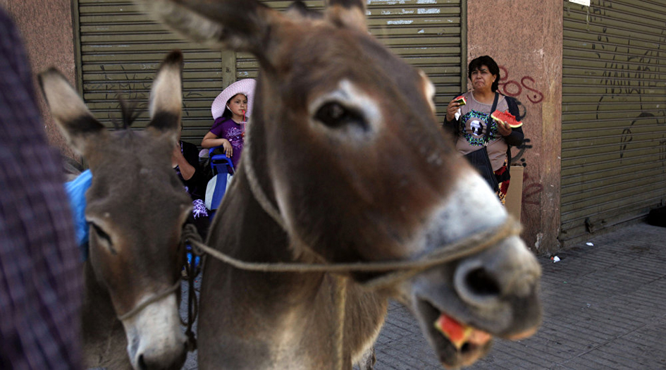 "إسرائيل" تعتقل حمارين!!
