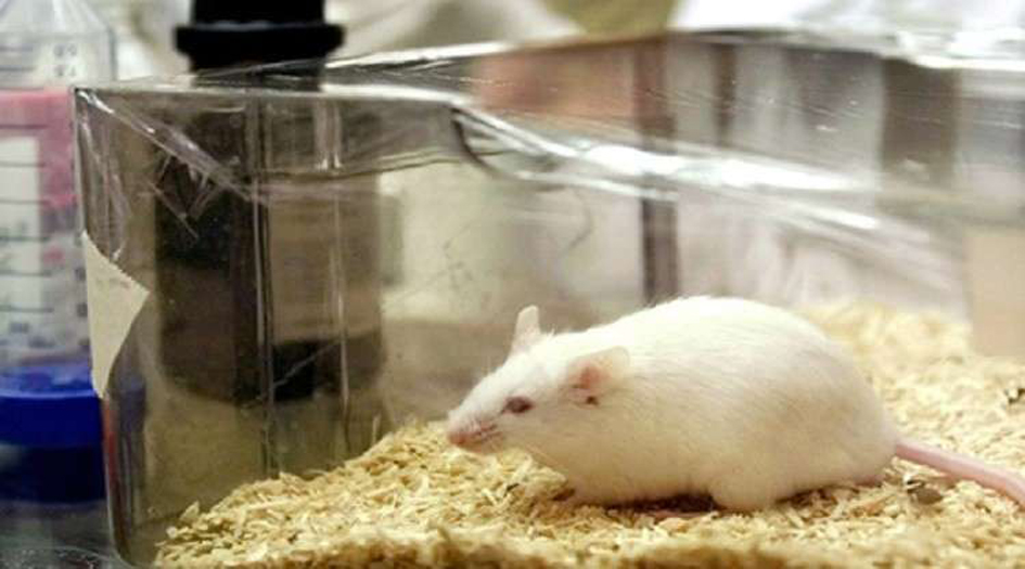 اكتشاف "سم" يعالج مرضا شائعا لا علاج له... التفاصيل