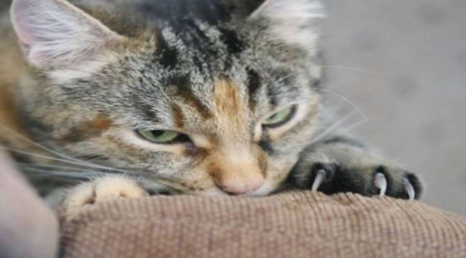 "قط" يحول طفلا إلى "شرير"!!... التفاصيل