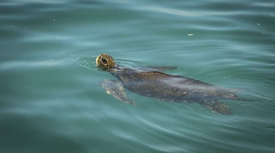 اكتشاف حوت غامض رباعي الأرجل +الصور