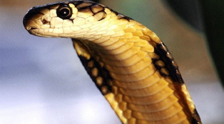 علماء يلتقطون الأفعى الأكبر في العالم