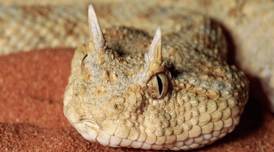 شاهد.. أفعى الشيطان تثير الجدل في بلد عربي!