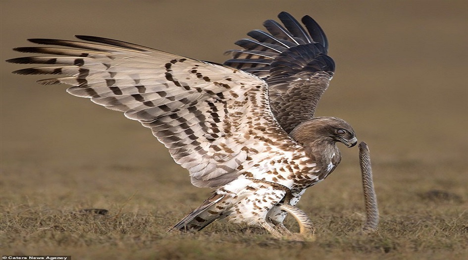 شاهد.. معركة نسرٍ وثعبان.. من المنتصر؟!
