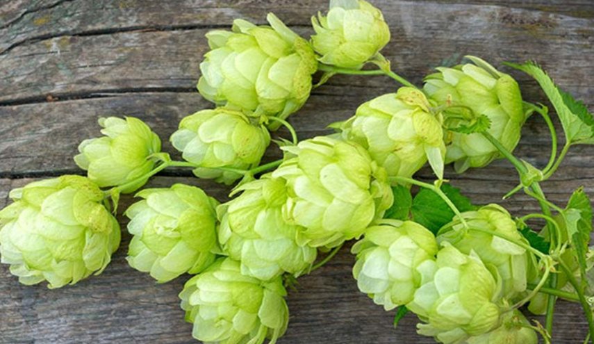 هذا النبات يحوي مادة تقضي على خلايا سرطان الكبد والأمعاء