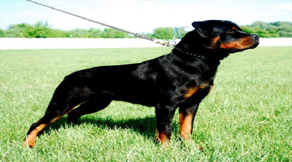 الكلاب يمكن أن تشم رائحة سرطان الرئة بدقة تصل إلى 97%