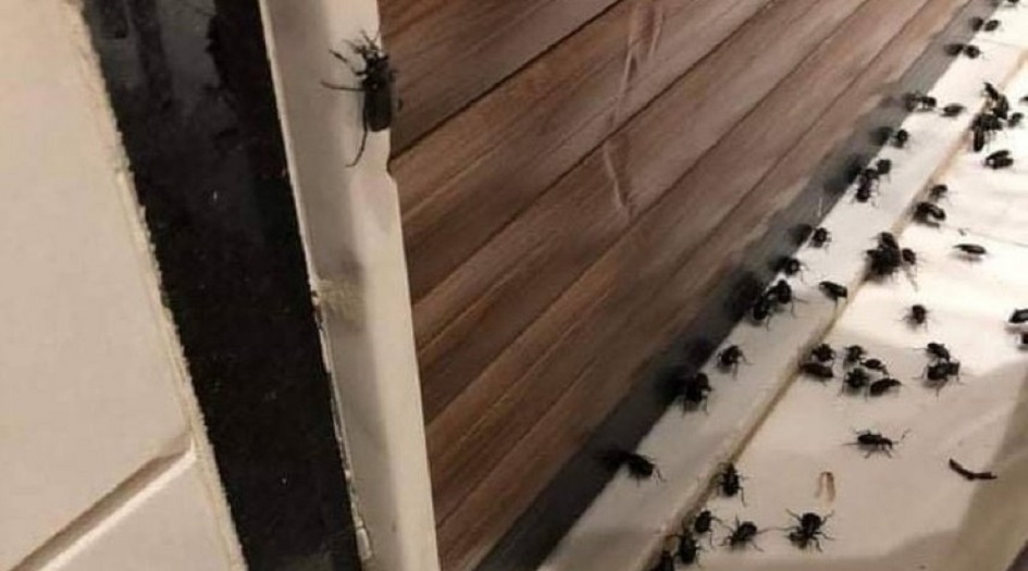  الغزو الأسود يحدث استنفار في 6 دول عربية ومنها العراق؟!