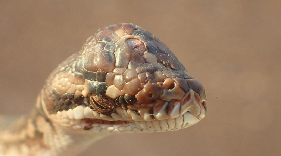 العثور على ثعبان بثلاث عيون!