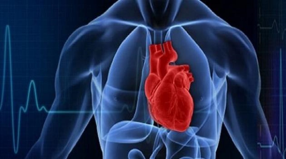 اكتشاف “عضو” جديد  في جسم الانسان