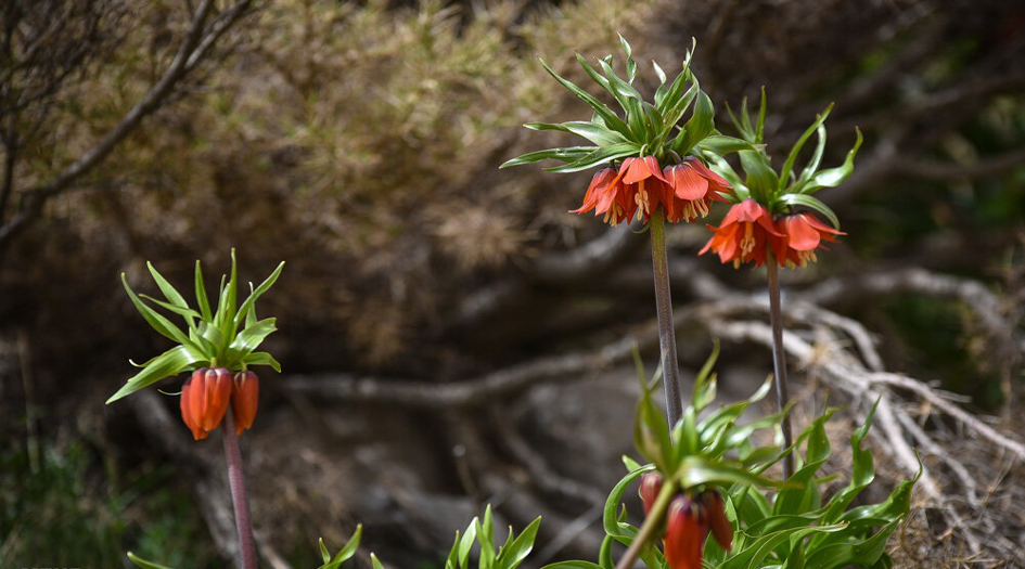 قطف أزهار "بوقية الفارسية" في سبيدان