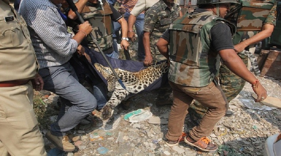 بالصورة...فهد يمزق رجلا ويرديه قتيلا!