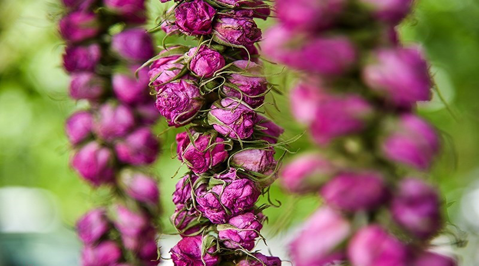 بالصور... مهرجان تقطير ماء الورد في كاشان