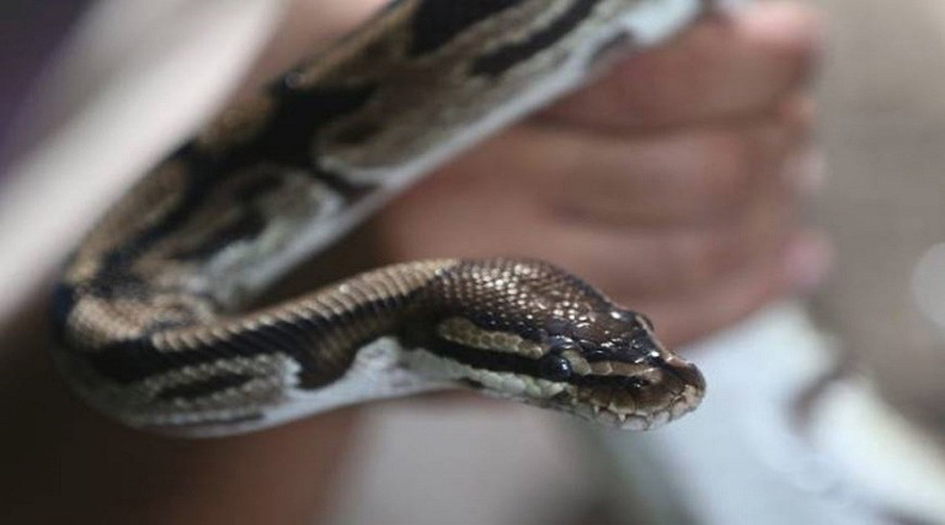 حادثة غريبة... وفاة مسن هندي عض ثعبانا!