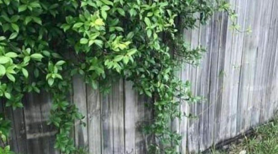 هل يمكنكم رؤية السرّ الخفي في هذه الصورة؟