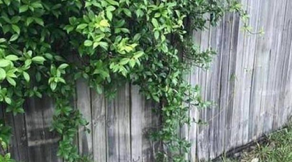 هل يمكنكم رؤية السرّ الخفي في هذه الصورة؟