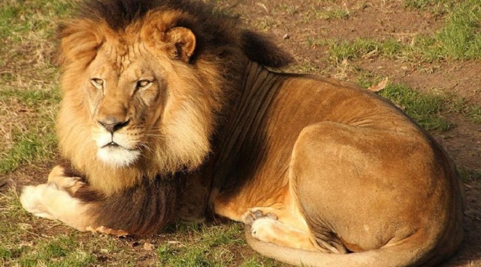 أسد هائج يباغت طفلة من السياج.. وينتزع فروة رأسها