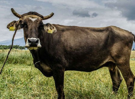 سرقوا بقرة من قضاء الرميثة وهذا ماحصل لهم 