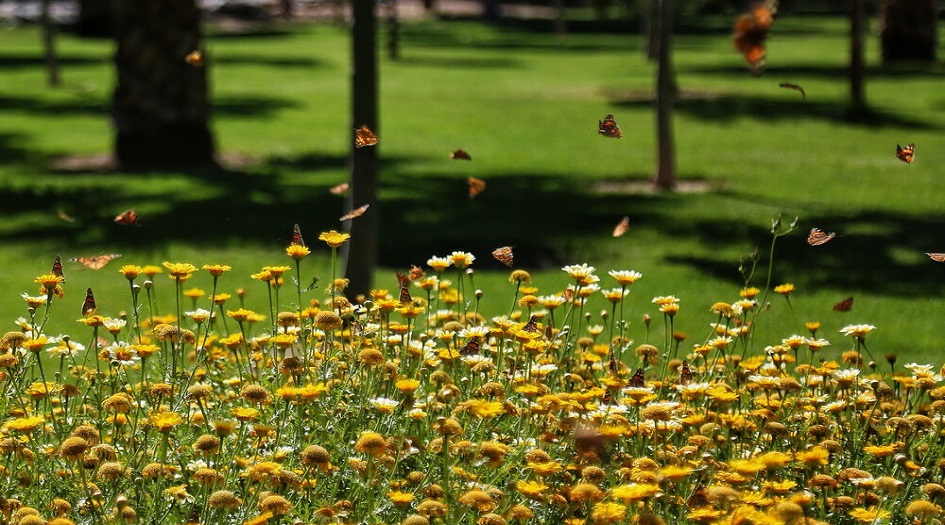 بالصور... الفراشات يُزينّ مدينة قم الايرانية 