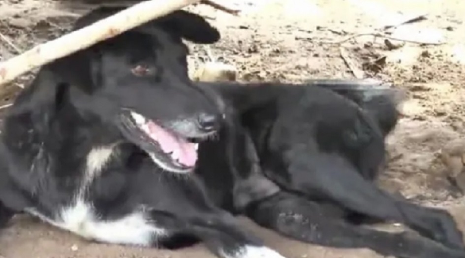 كلب عاجز ينقذ رضيعا دفنته أمه حياً!!