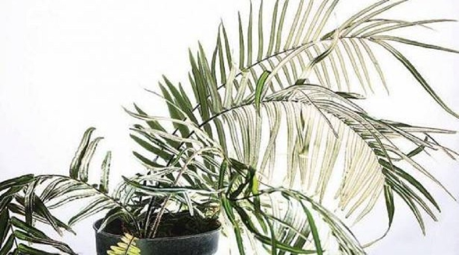 نبتة غريبة تمتص السموم وتحتفظ بها دون أن تموت!