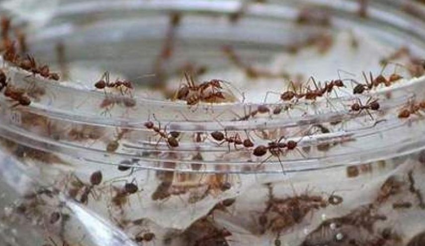 تعرف على حيلة للتخلص من 