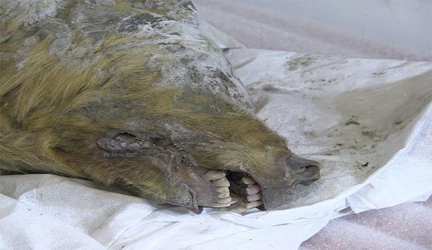 العثور على رأس ذئب عمرها 40 ألف عام