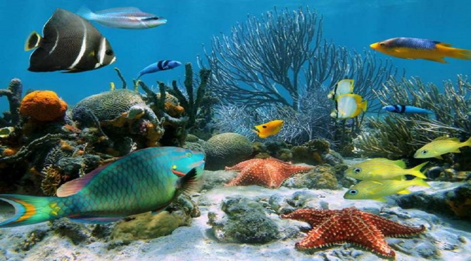 17 في المئة من الحيوانات البحرية قد تختفي بحلول العام 2100