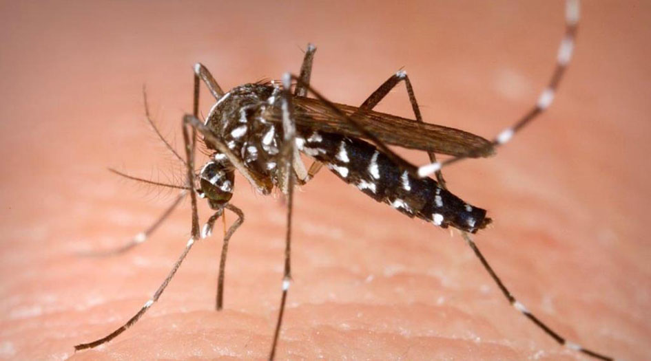 ابتكار فطر يقضي على 99 % من بعوض الملاريا