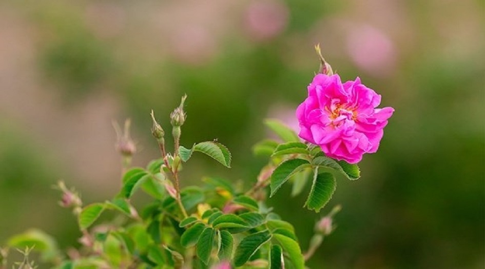 بالصور.. حصاد "الورد المحمدي" في دامغان شرق ايران