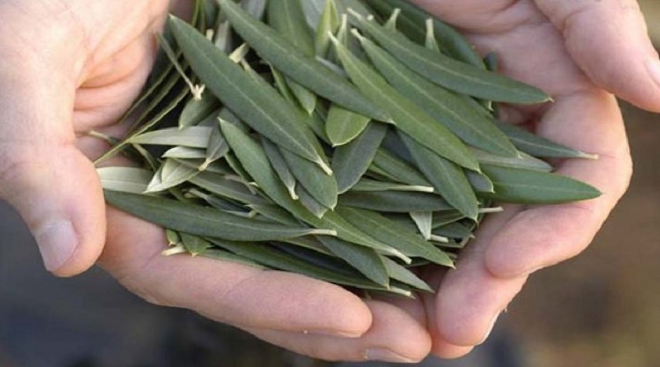 قولوا وداعاً لهذه الامراض الخطيرة الشائعة باستخدام هذه الأوراق البسيطة