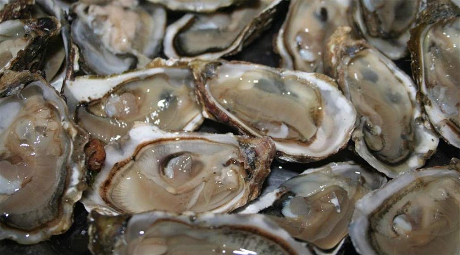 لن تصدقوا... درجات الحرارة العالية تحرق المحار!!!