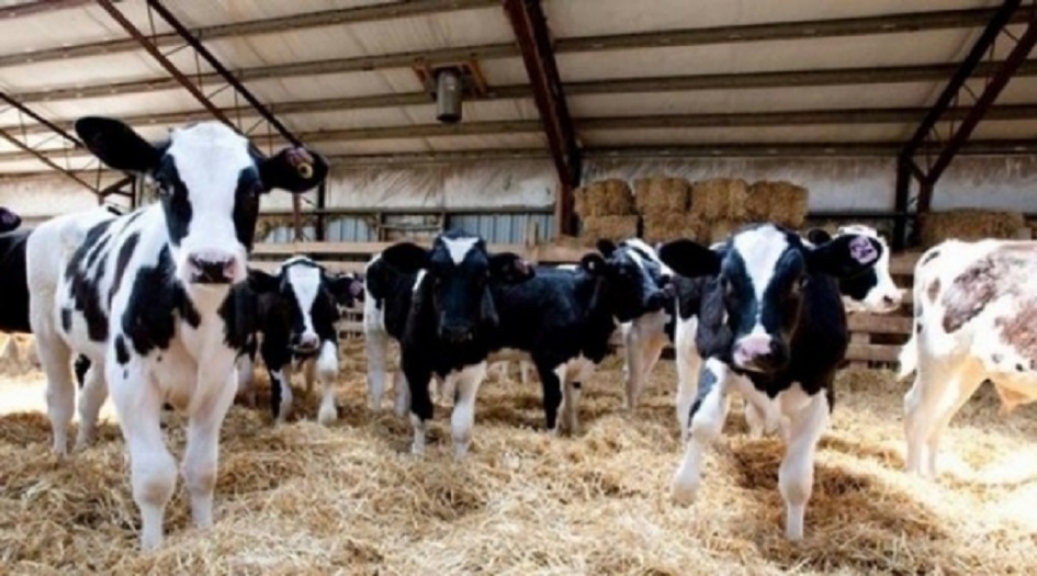 مرض خطير يهدد اكثر من مليون رأس ماشية في العراق ؟!!